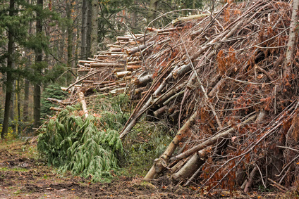 Tannenholz geschnitten und im Wald gehäuft