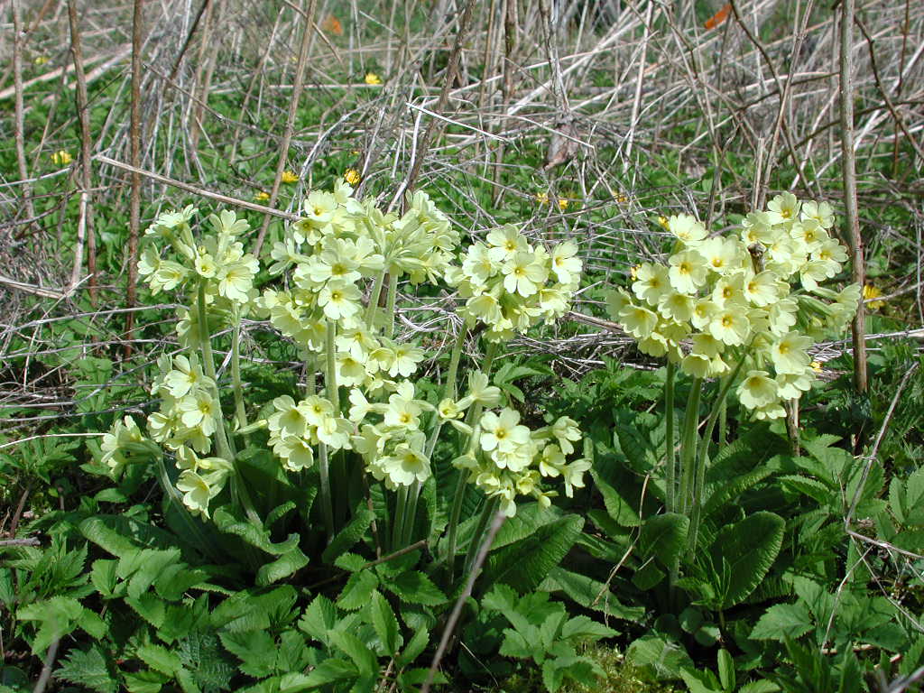 Schlüsselblume