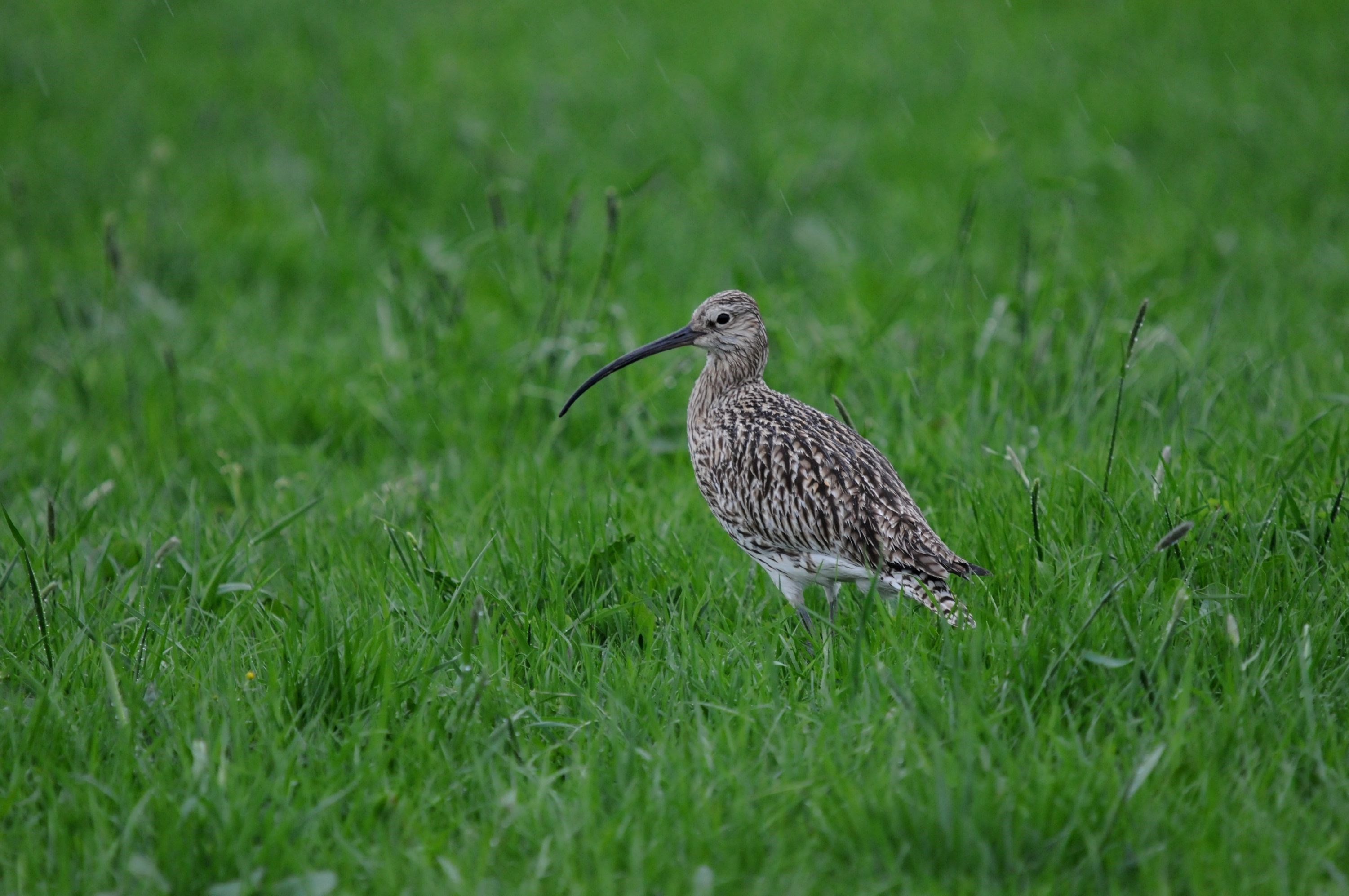 Brachvogel