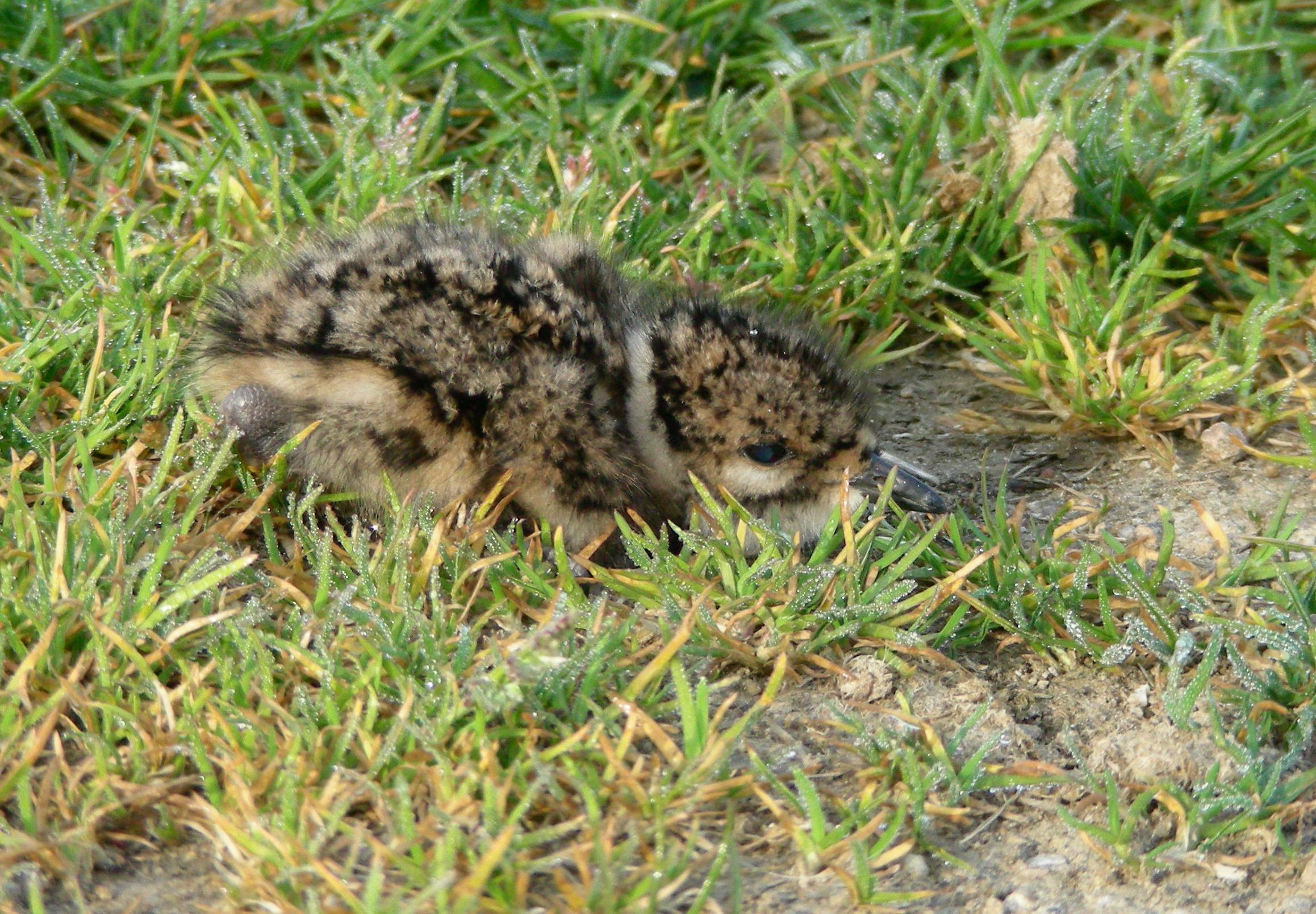 Kiebitzjungvogel