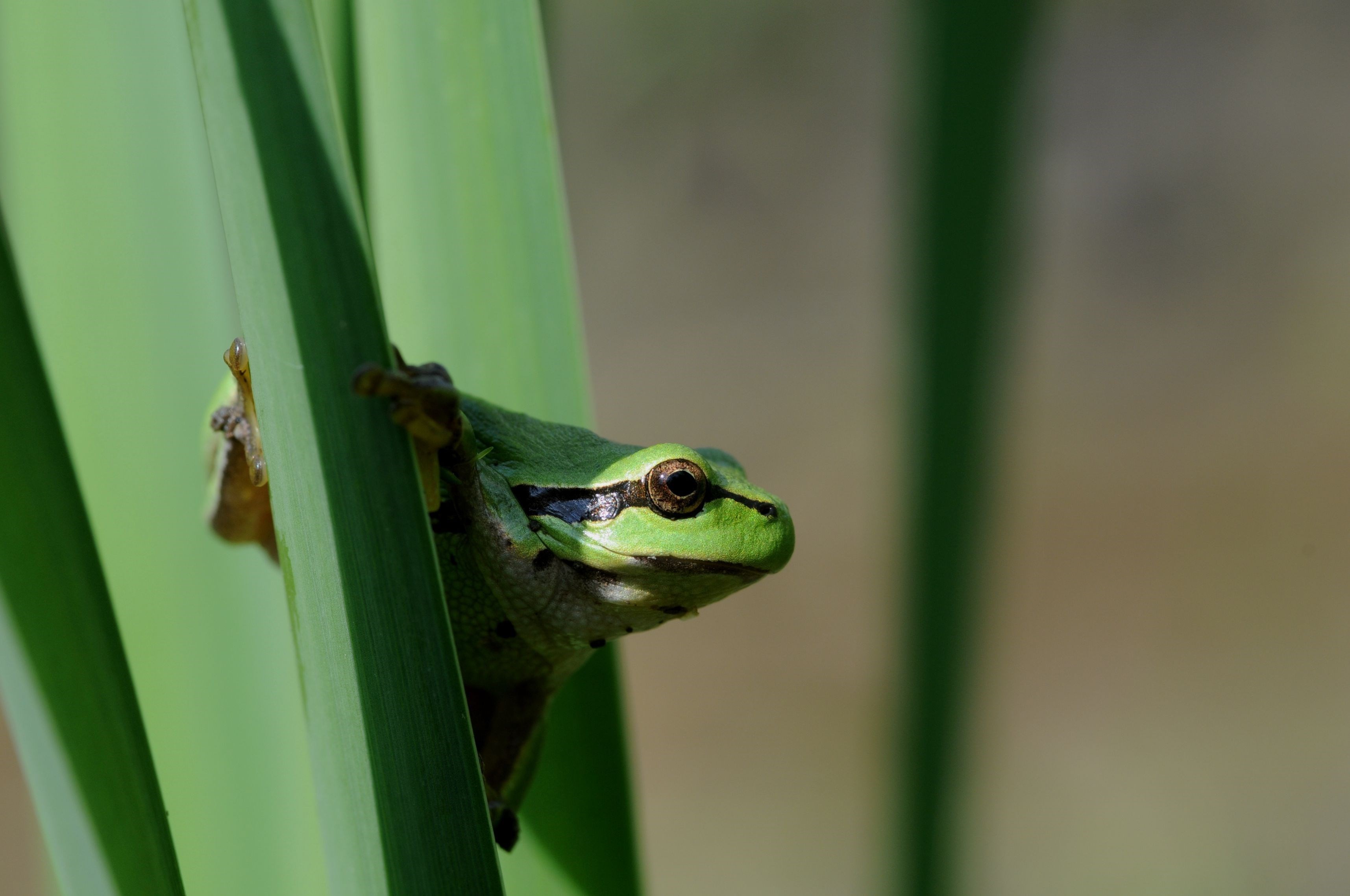 Laubfrosch