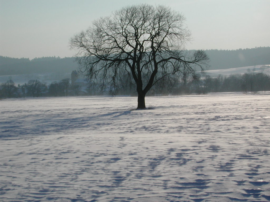 Winter in der Aue