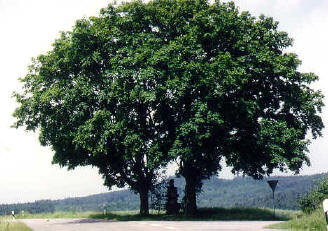 alter Bergahornbaum