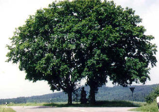 Vereinwettbewerb (1) alter Bergahornbaum