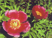 Kreislehrgarten Bauerngartenstauden Kreislehrgarten Bauerngartenstauden