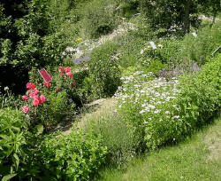 üppiger Duftgarten