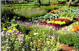 Kreislehrgarten Gemüsevergleichsanbau Kreislehrgarten Gemüsevergleichsanbau