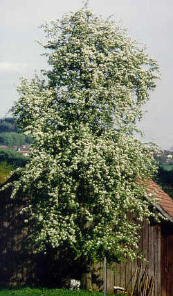 blühender Birnbaum