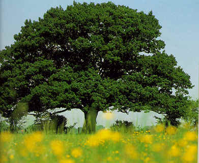 Mächtiger Baum auf blühender Wiese