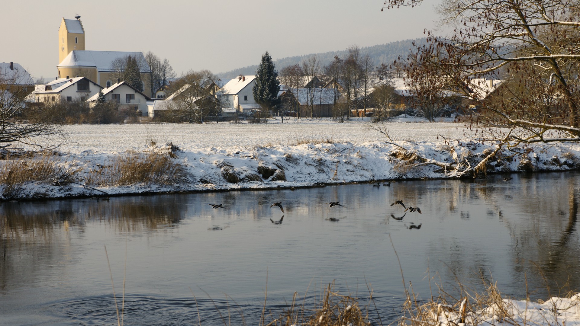 Winterbild: Enten landen auf dem Regenfluss bei Untertraubenbach