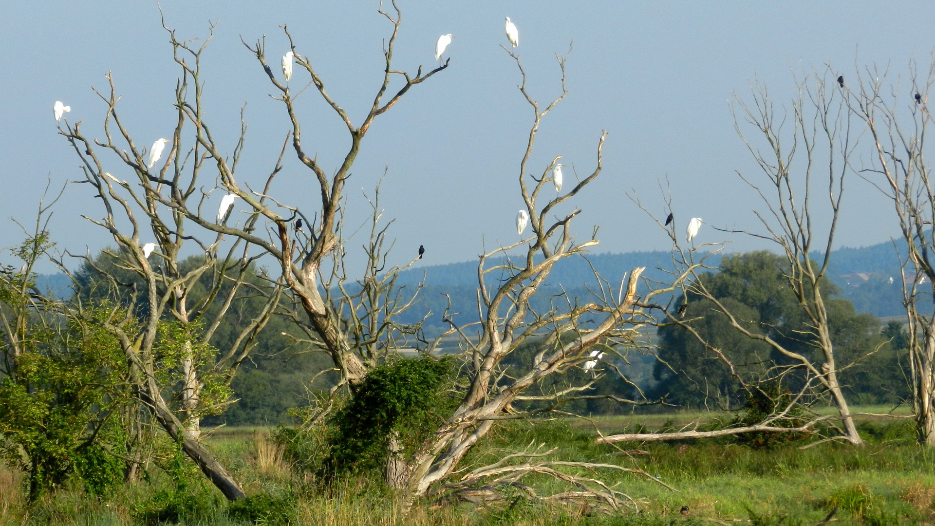 Eine Gruppe Silberreiher sitz auf einem kahlen Baum