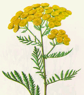 Kreislehrgarten Färbergarten Kreislehrgarten Färbergarten