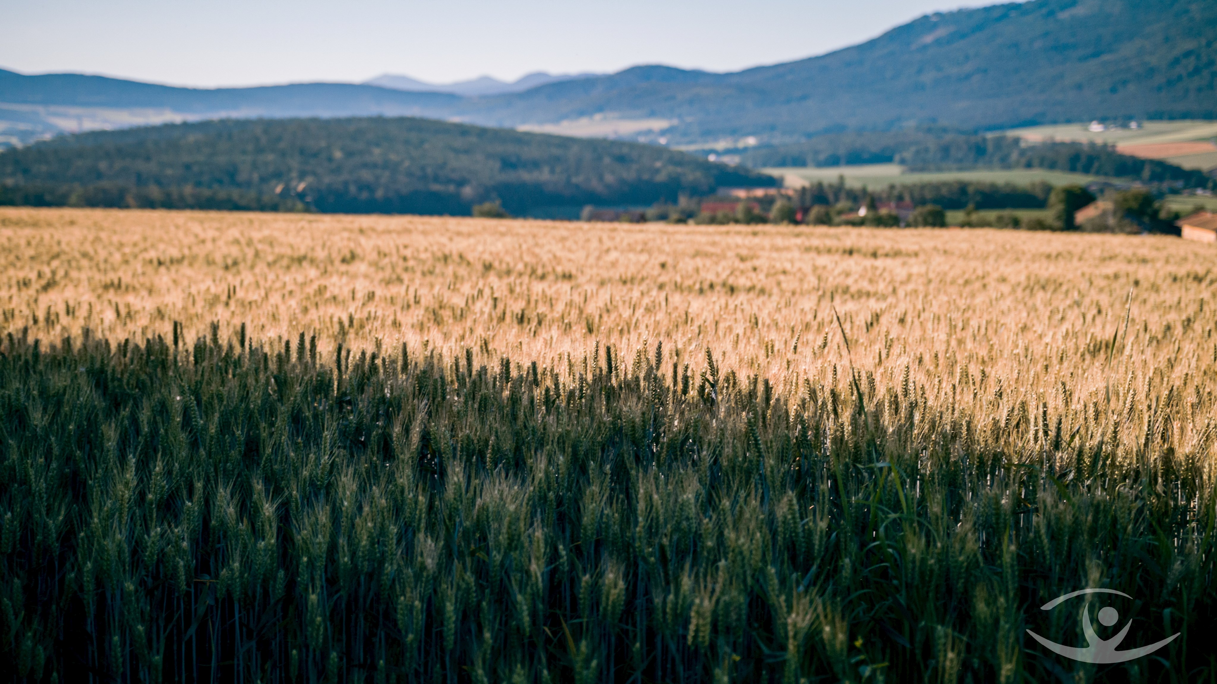 Kornfeld im Bayerischen Wald