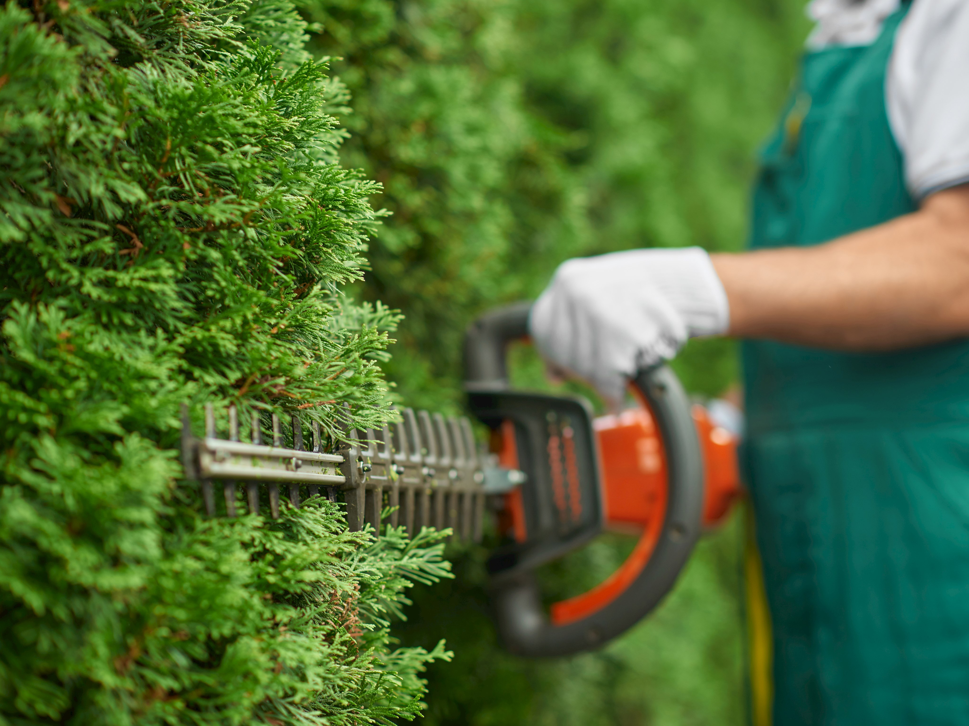 Gärtner schneidet Hecke mit einer Motor-Heckenschere