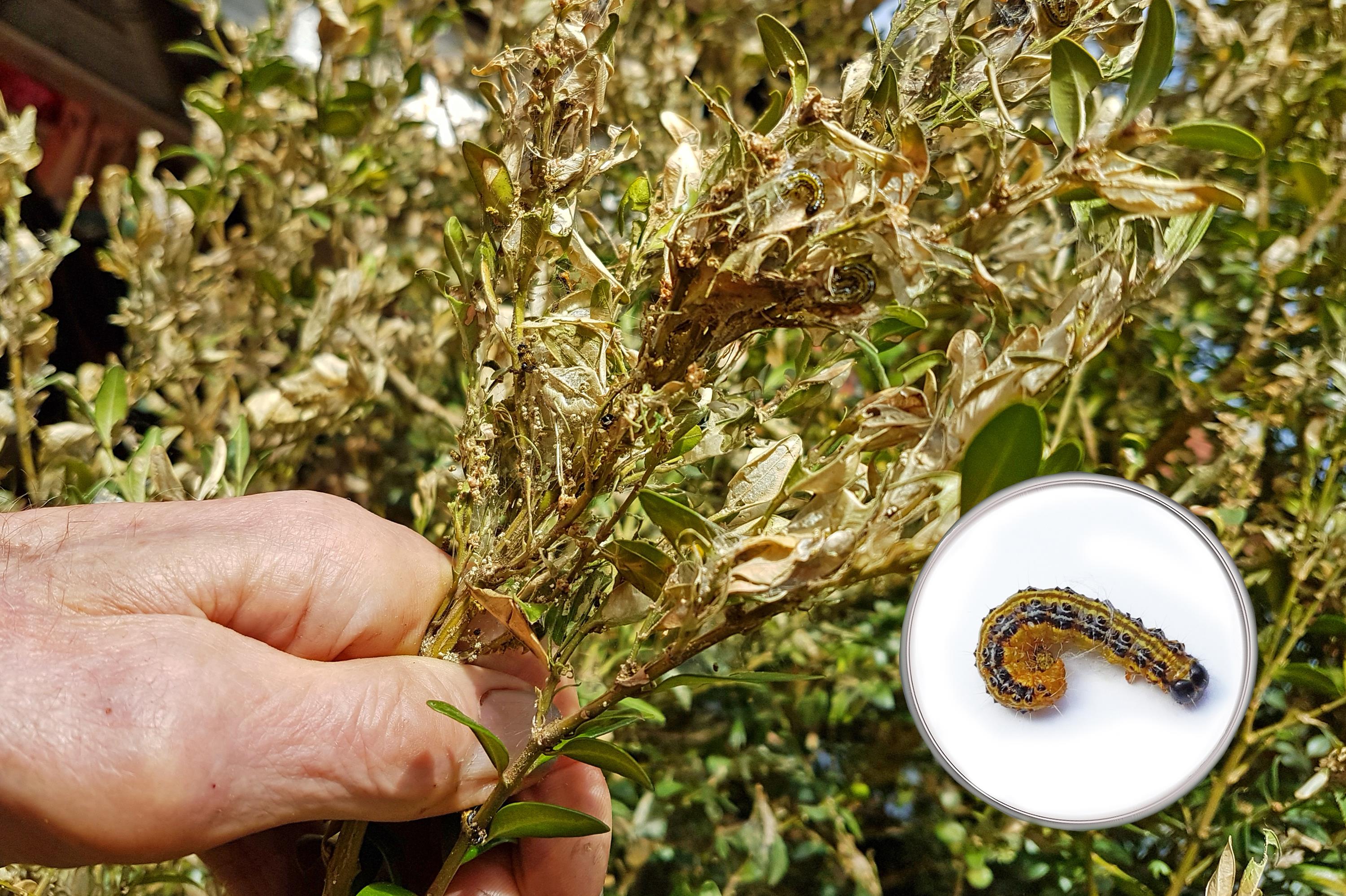 Buchsbaumzünsler im Garten 