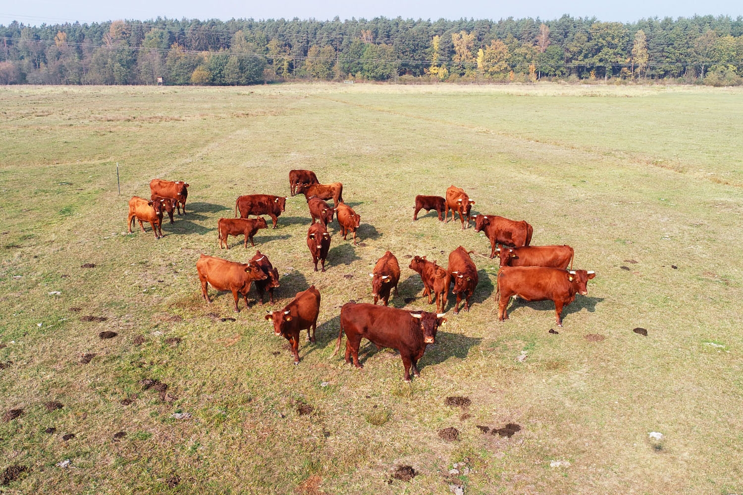 Rotviehherde auf großer Wiese