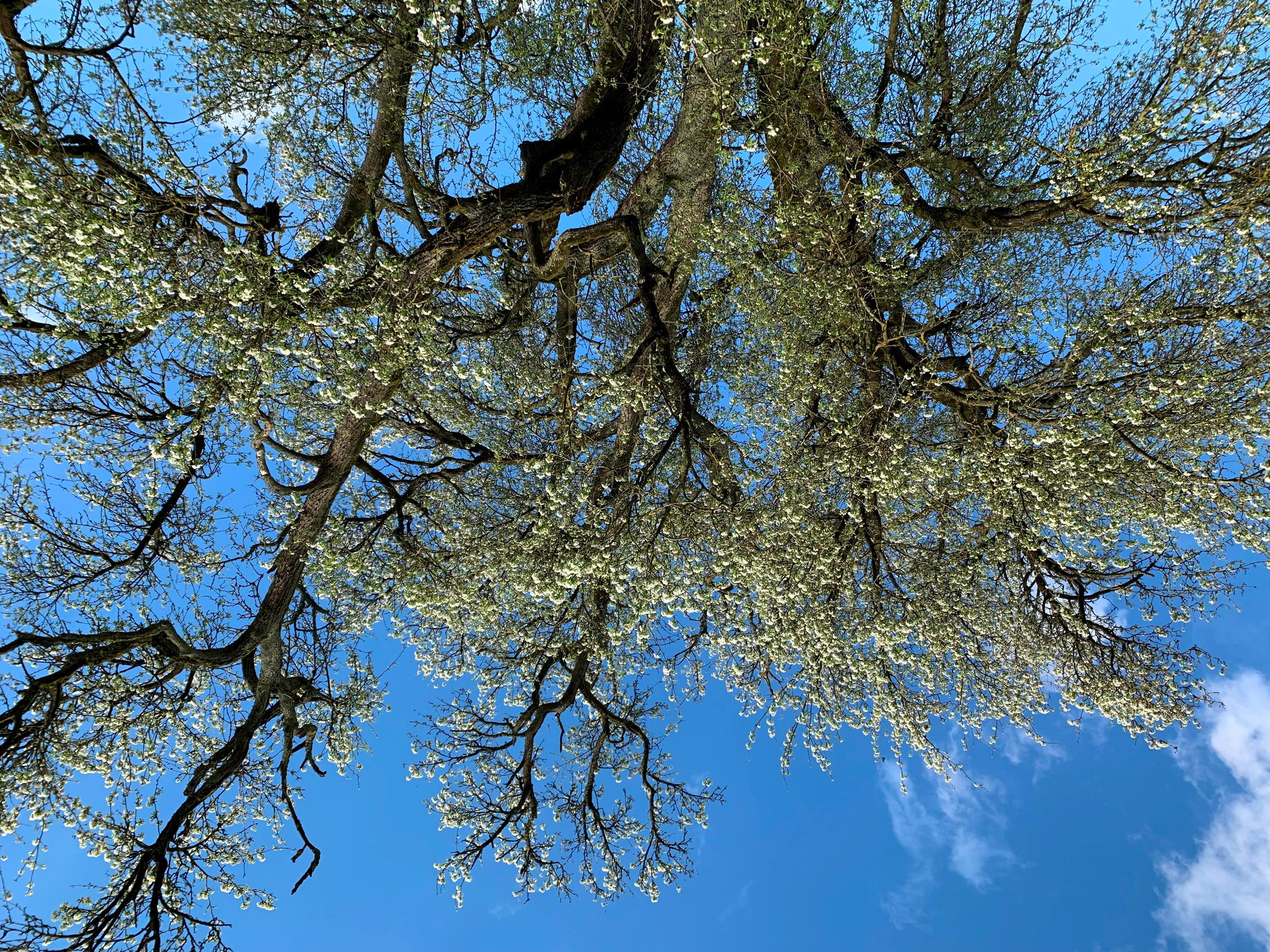 Wettbewerb: Wo steht er, der mächtigste Birnbaum im Landkreis Cham? Birnbaum