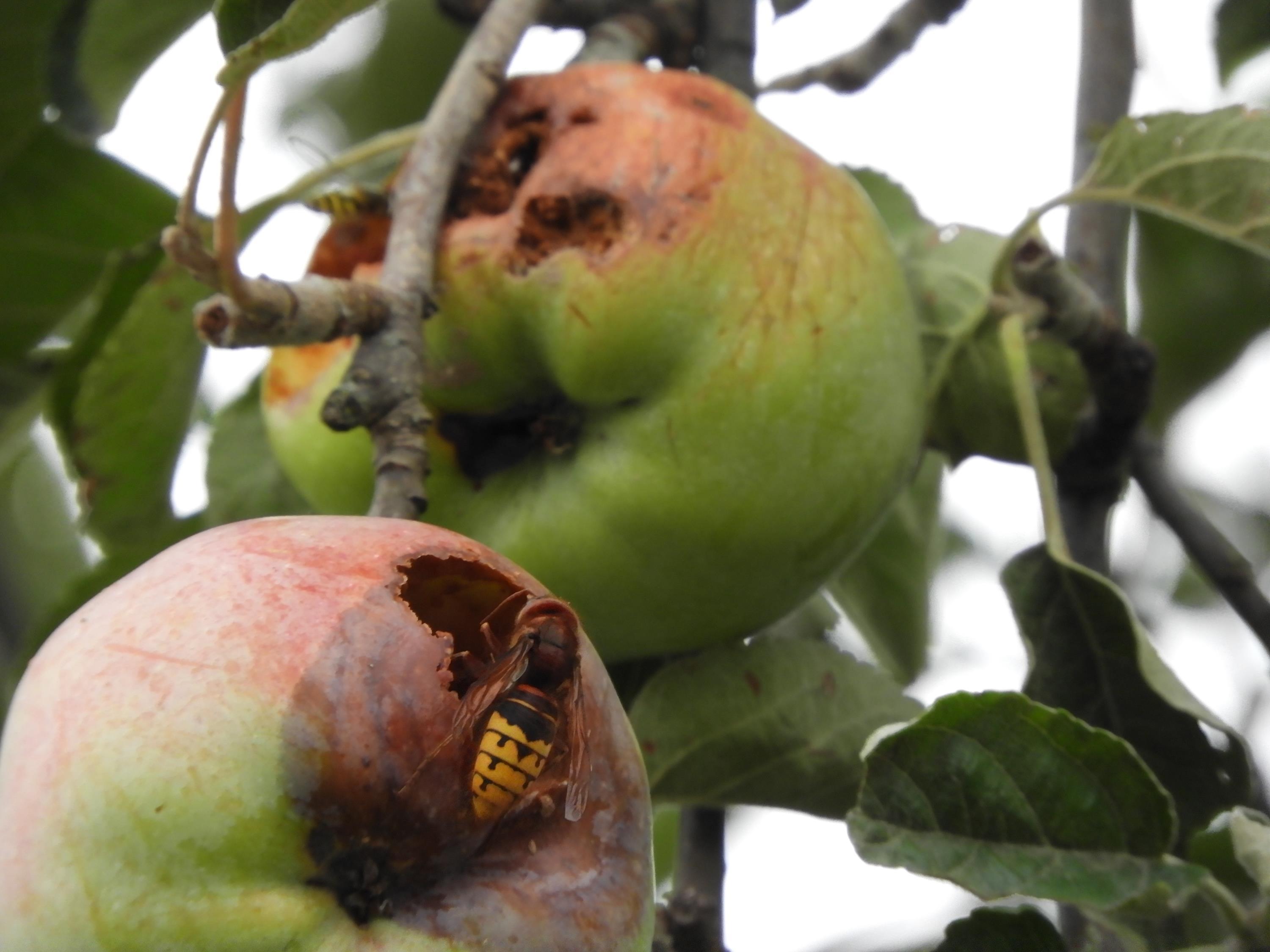Hornisse auf Apfel 