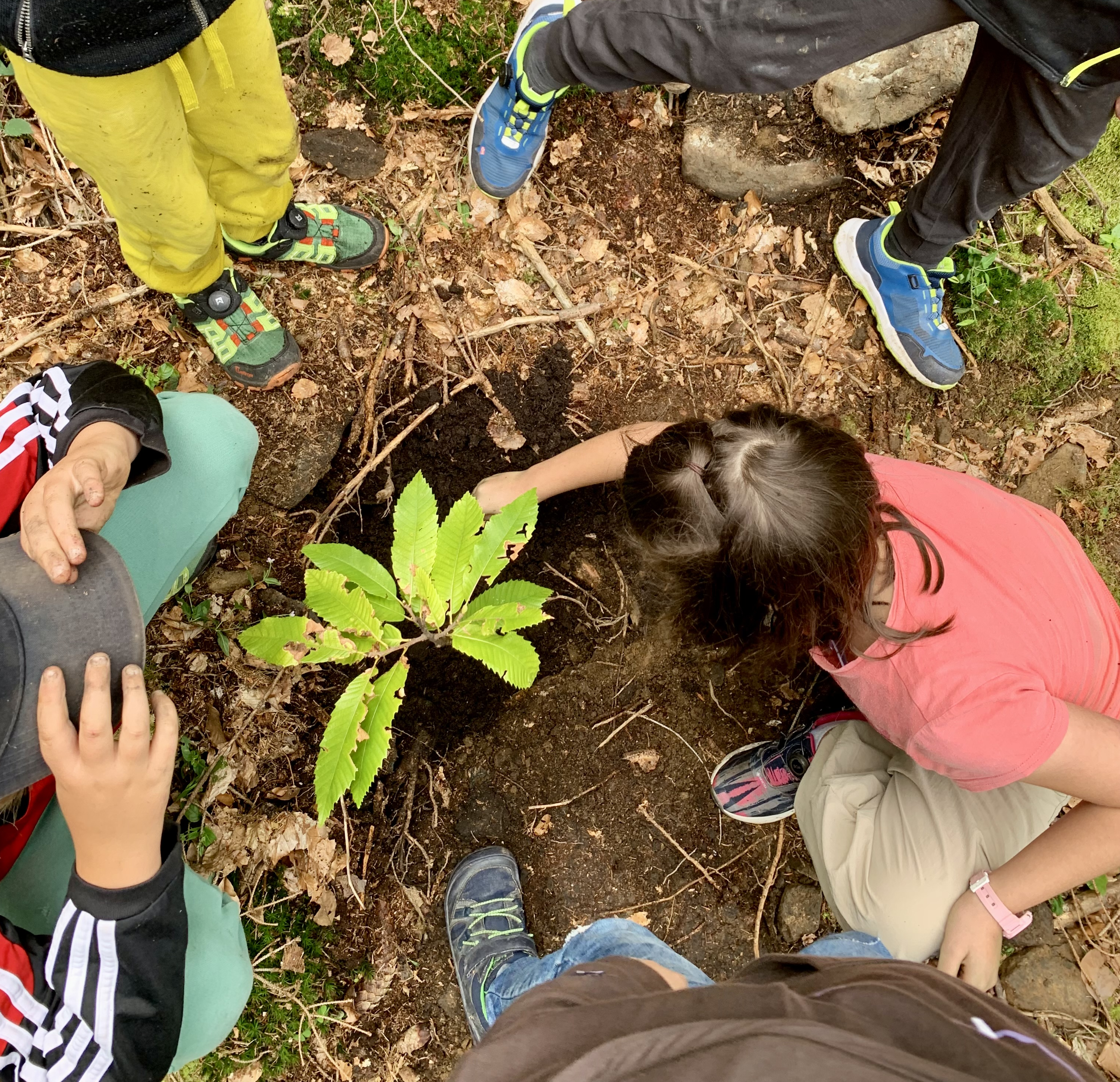Die jungen Teilnehmenden durften bei der Ferienaktion eigenhändig einen Baum pflanzen Baum mit Kindern