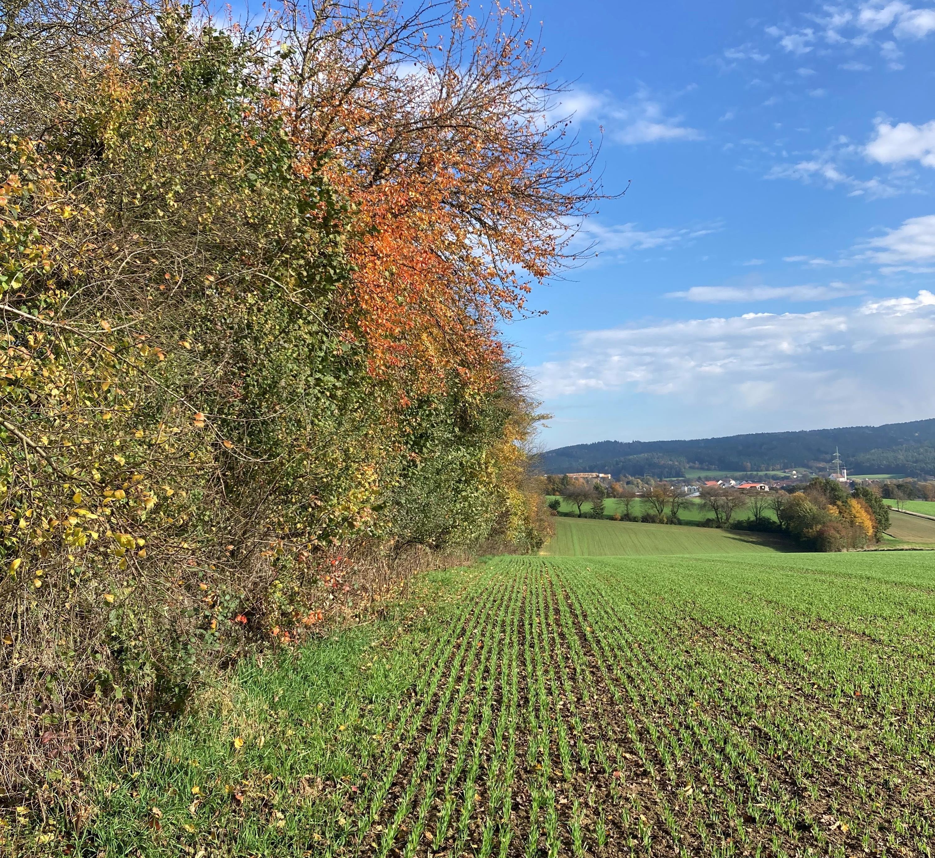 Die Bedeutung von Hecken erkennen und diese gezielt pflegen, dazu lädt ein Aktionstag am Samstag, 9. November ein Hecke