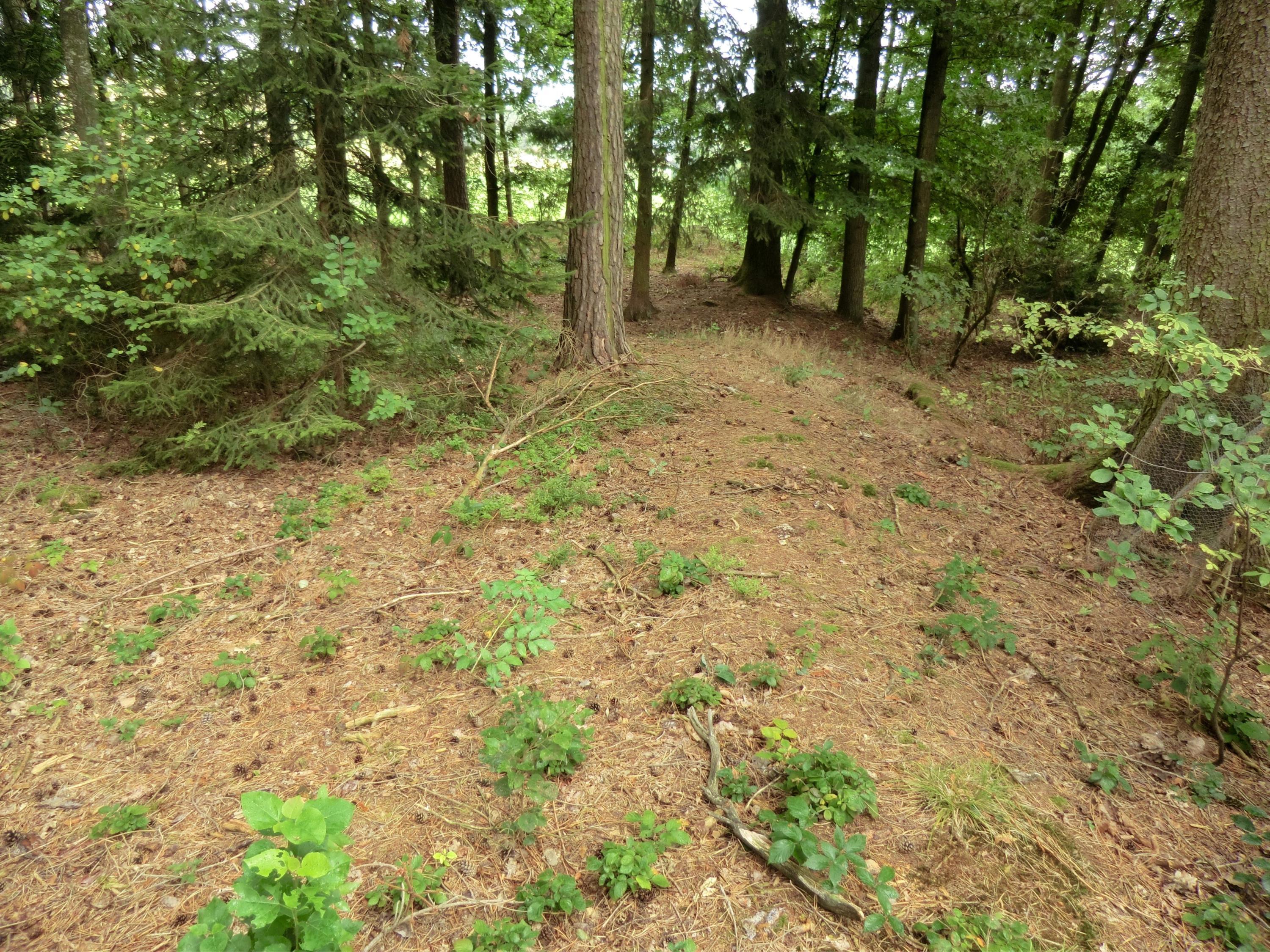 Zur Pressemeldung: DenkMal im Wald! Kultur in der Natur 