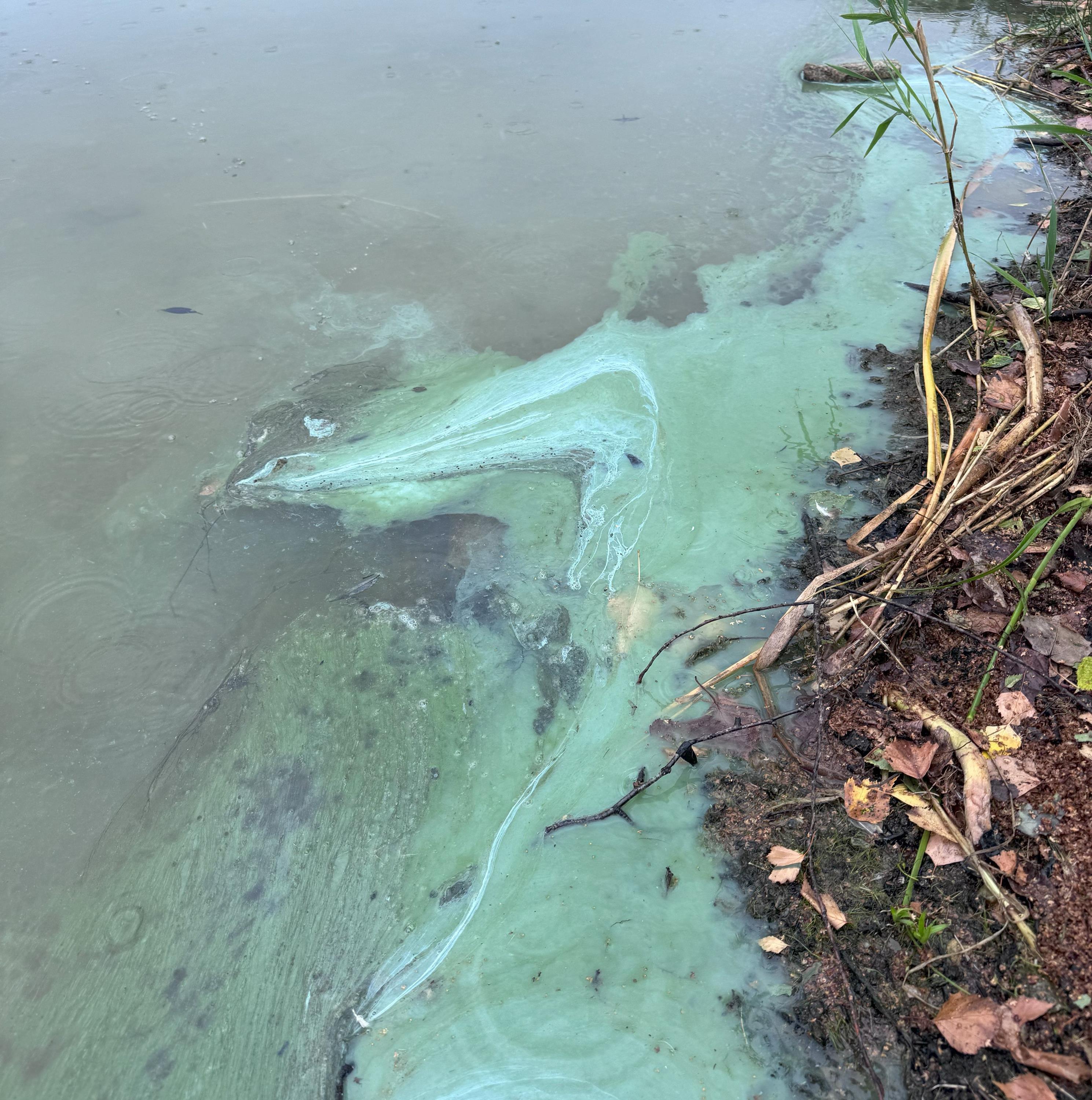 Blaualgen in einem Gewässer 