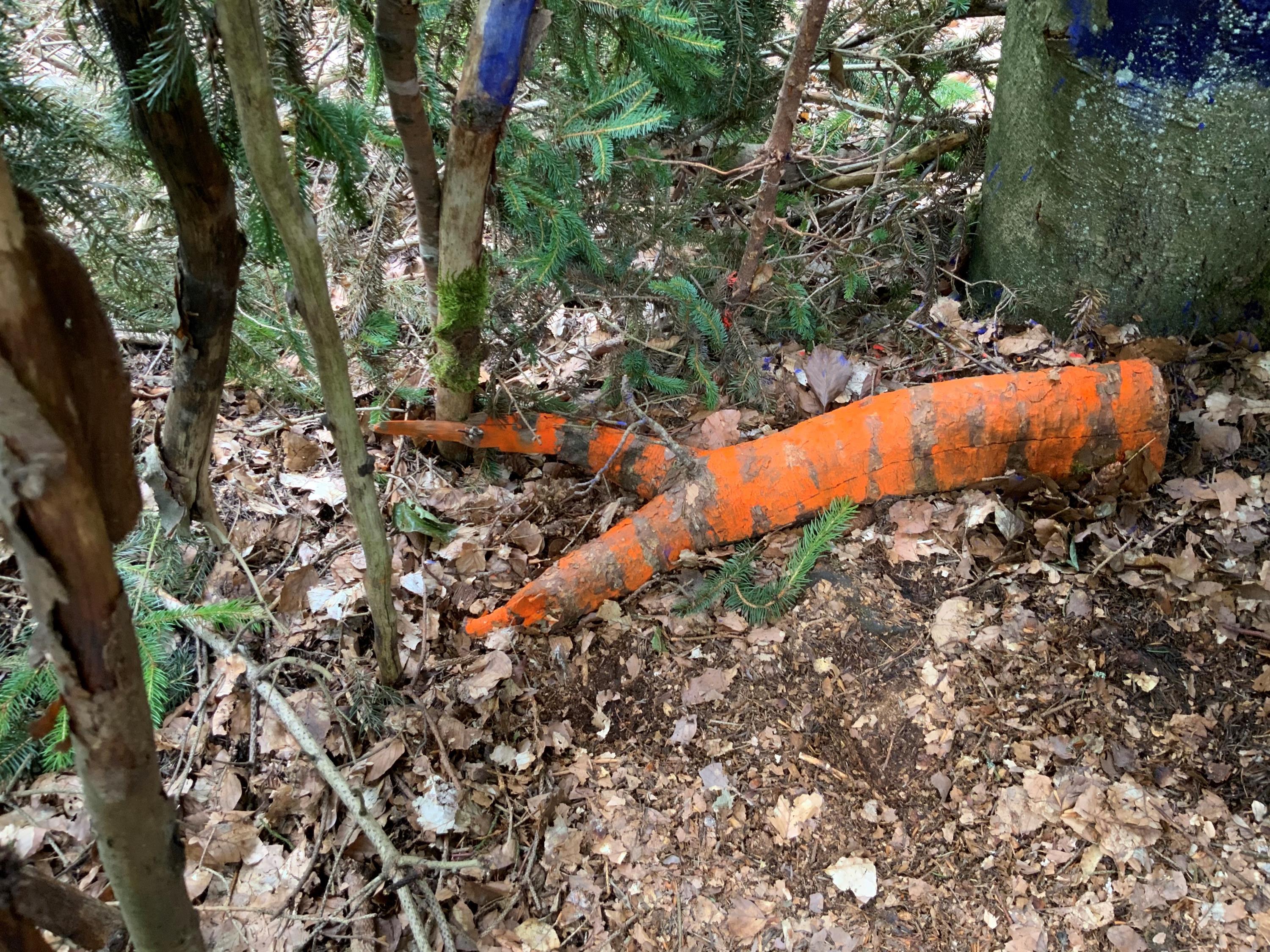 Wurzel im Wald 